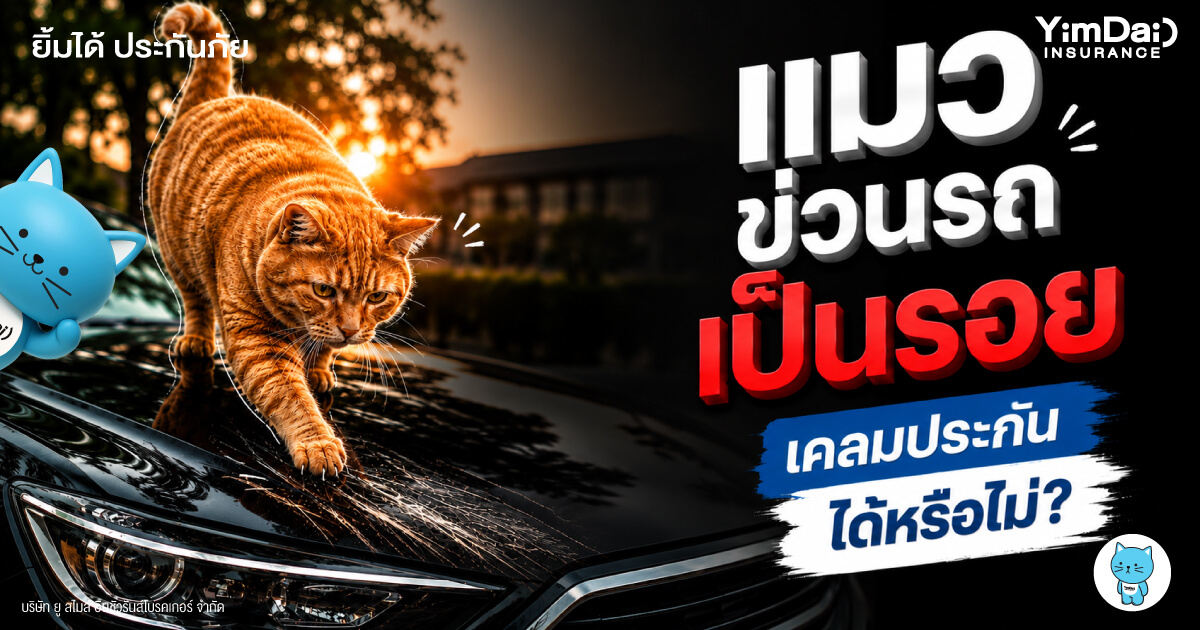 แมวข่วนรถเป็นรอย เคลมประกันได้หรือไม่? รวมทุกคำตอบที่เจ้าของรถควรรู้